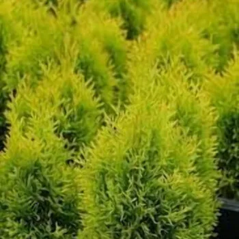 Tuia (thuja) occidentalis golden Smaragd