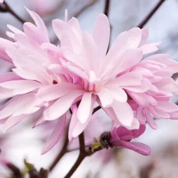 Magnolia Stelatta Rosea 120-140cm