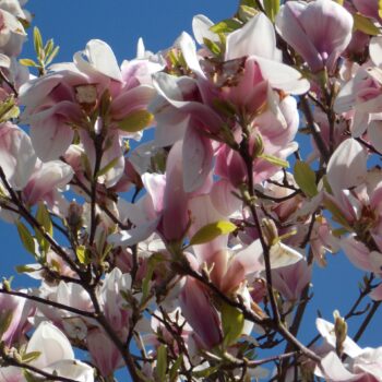 Magnolia Soulangeana