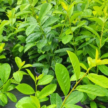 Laur englezesc -Prunus laurocerasus Rotundifolia