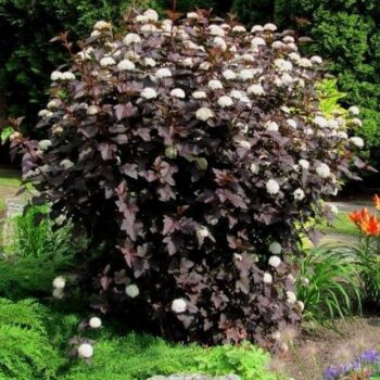 Physocarpus opulifolius diabolo