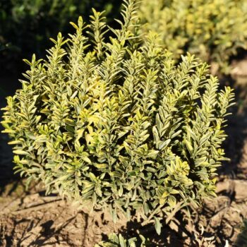 Euonymus microphilus gold 20cm