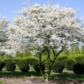 Arborele de stafide (amelanchier lamarchii) 2-3m