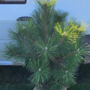 Pin negru – Pinus Nigra
