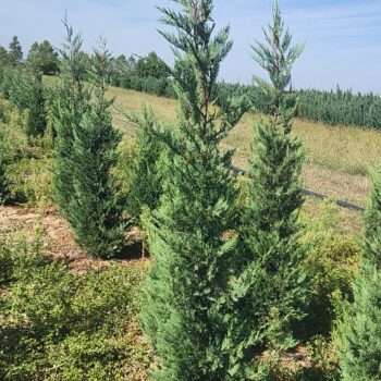 Cupressocyparis leylandii