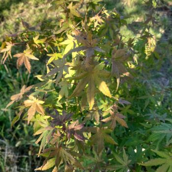 Acer palmatum -Artar japonez