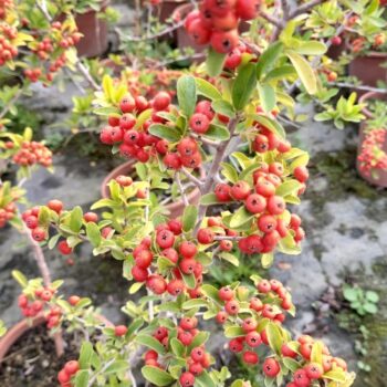 Piracanta portocalie (pyracantha orange glow)
