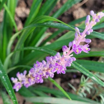 Liriope Muscari ‘Big Blue’