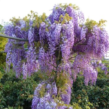 Glicină -Wisteria Sinensis