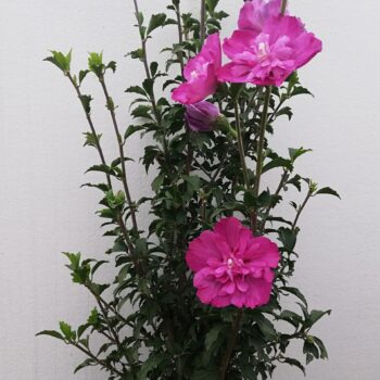 Hibiscus sanchoyo