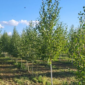 Mesteacan alb argintiu-Betula Pendula