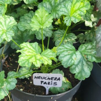 Heuchera Paris