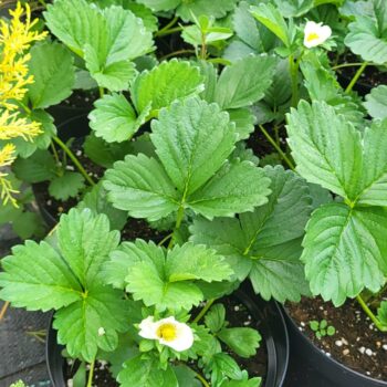 Capsun remontant – Fragraria x ananassa vigerous & sturdy elan F1 white
