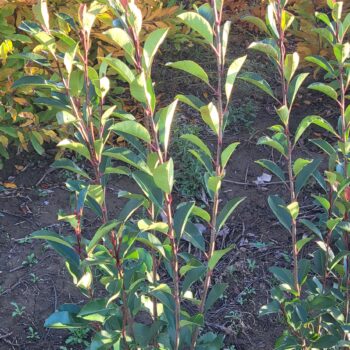 Photinia Fraserii Red Rubin