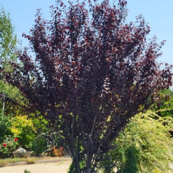 Corcodus rosu – Prunus cerasifera Nigra