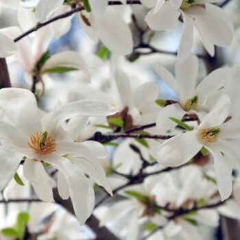 Magnolia Alba Stelatta 130-150cm