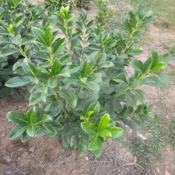 Laur englezesc – Prunus laurocerasus Novita
