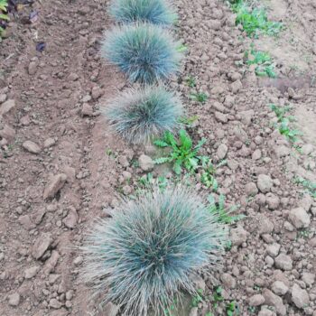 Iarba albastra – Festuca glauca Elijah Blue