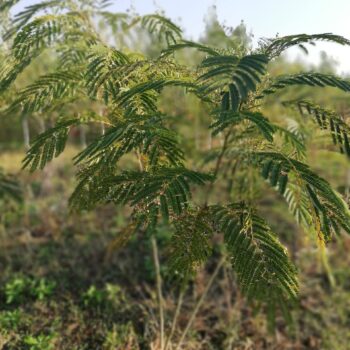 Albitzia jubilirisum – arborele de matase – 50cm