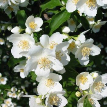 Iasomie -Philadelphus Coronarius