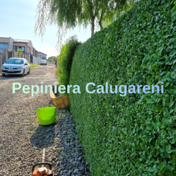 Lemn cainesc – Ligustrum Ovalifolium