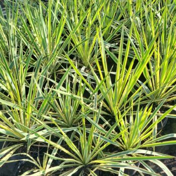 Yucca filamentosa ‘Color Guard’