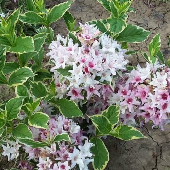 Weigela florida variegata 70-80cm