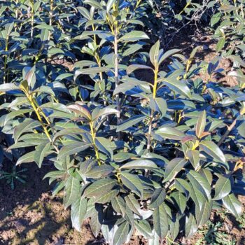 Laur englezesc – Prunus laurocerasus Genolia