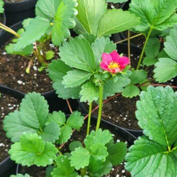 Capsun remontant – Fragraria x ananassa vigerous & sturdy Toscana F1 deep rose