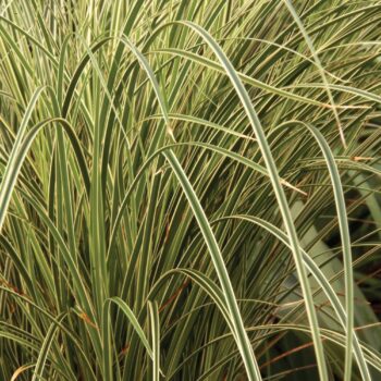 Carex Brunnea ‘Aureovariegata’