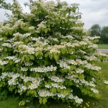 Viburnum plicatum Mariesii 100cm
