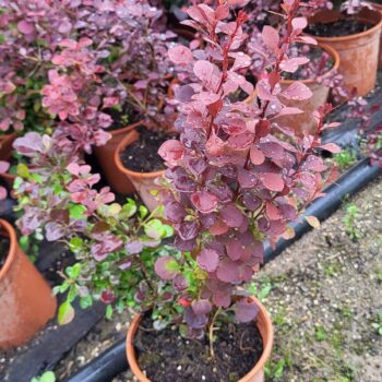Berberis atropurpureum 40-50 cm ghiveci 2litri