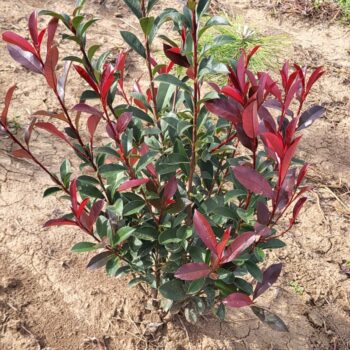Photinia fraseri Compacta