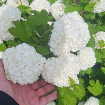 Calin -Bulgare de zapada- Viburnum opulus Roseum