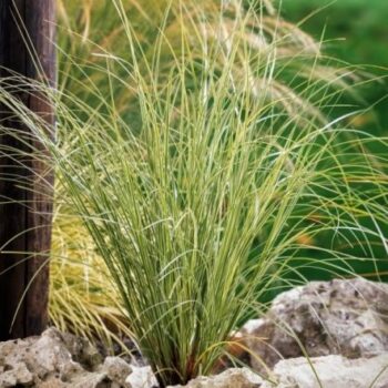 Coada de ponei -Stipa tenuissima ‘Pony Tails’