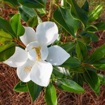 Magnolia Grandiflora