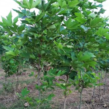 Platan-Platanus Acerifolia