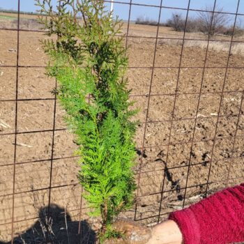 Tuia (thuja) orientalis biota