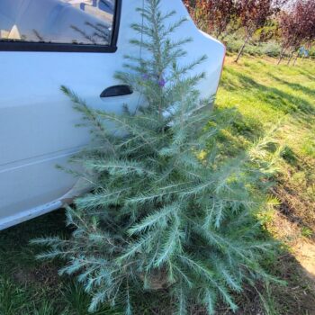 Cedru – Cedrus Deodara