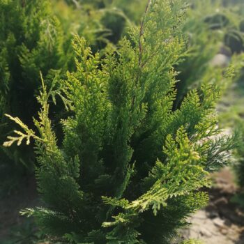 Chamaecyparis Lawsoniana Stardust 130-150cm