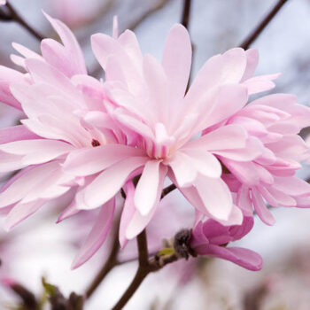 Magnolia Stelatta Rosea 120-140cm