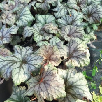 Heuchera Rex Silver