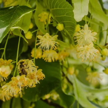 Tei argintiu – Tilia Tomentosa 100-120cm ghiveci 3litri