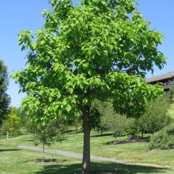 Catalpa – Arborele trompeta -Catalpa Bignoniodes