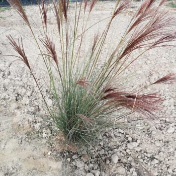 Stuf chinezesc -Miscanthus Sinensis