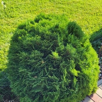 Tuia globulara – Thuja occ.Danica 25-30 cm diametru