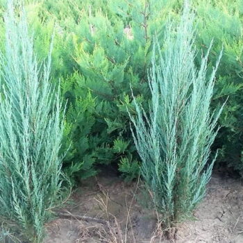 Ienupar (juniperus) Skyrocket