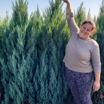 Ienupar chinezesc -Juniperus chinensis Stricta
