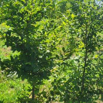 Carpen – Carpinus Betulus
