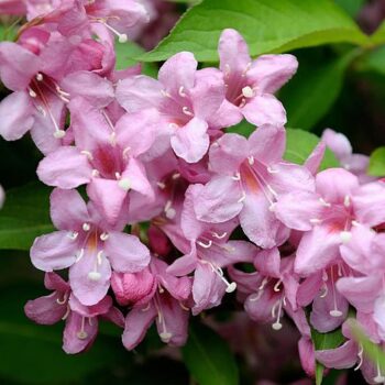 Weigela Rosea 50-60 cm ghiveci 2litri